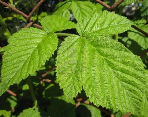 230 Plantas Medicinales Mas Efectivas Y Sus Usos Frambuesa Hojas