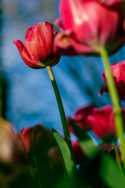 Tulips Red Flowers Free Photo On Pixabay Pixabay