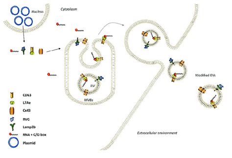 Active Loading Of Cargo Rna Into Extracellular Vesicles Evs Via