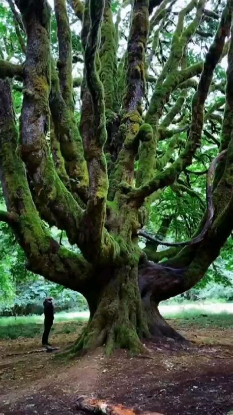 10 of the most unique trees in the world – Artofit