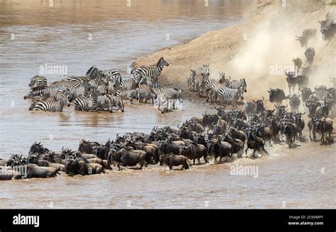 Wildebeest And Zebra Cross The Mara River During The Annual Great Migration In Themasai Mara