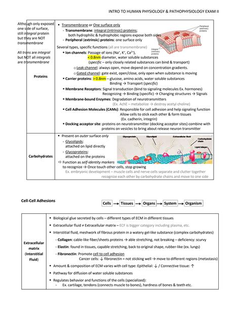 Solution Mcphs Intro Phys Patho Exam Study Guide Studypool