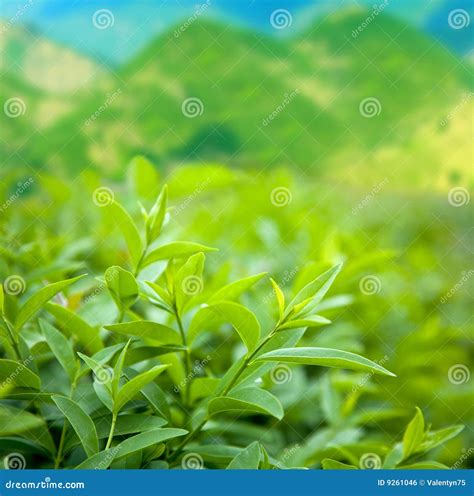 Bush of green tea stock photo. Image of leaves, freshness - 9261046