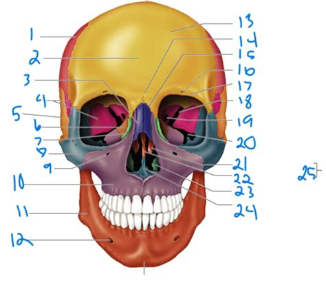 Anterior And Posterior Views Of The Skull Flashcards Quizlet