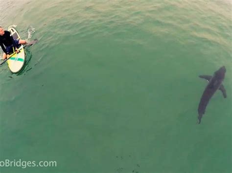 Great White Shark Captured On Drone Cam Swimming With Crazy