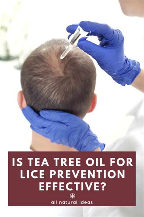 Is Tea Tree Oil For Lice Prevention Effective All Natural Ideas