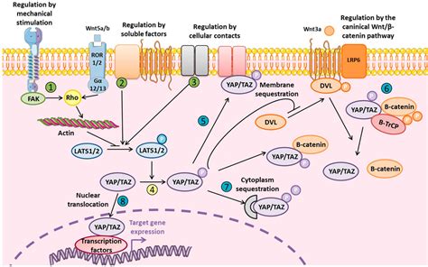 Frontiers Yap Taz In Bone And Cartilage Biology