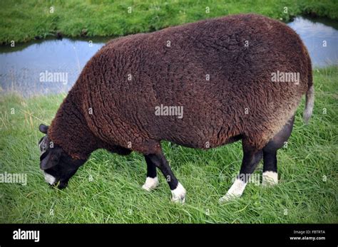 The Black Sheep Stock Photo Alamy