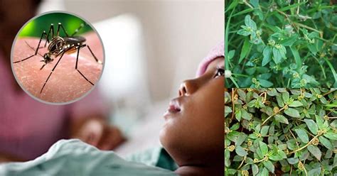 Proven Herbal Remedies To Treat The Symptoms Of Dengue Fever 247healthblog