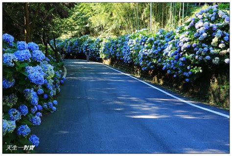 【苗栗南庄】高山青農場繡球花大道大爆開花團錦簇浪漫醉人驚艷燦爛，季節限定、賞花新秘境＠sunwei1994｜pchome Online 個人新聞台