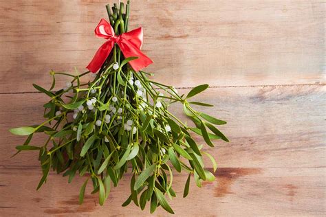 How To Grow Mistletoe Gardeners Path