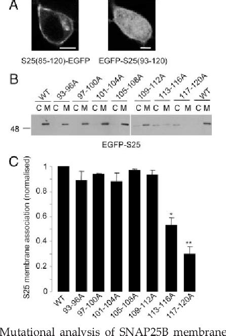 Figure 4 From The Hydrophobic Cysteine Rich Domain Of Snap25 Couples