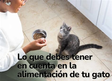 Noticia Lo Que Debes Tener En Cuenta En La Alimentaci N De Tu Gato