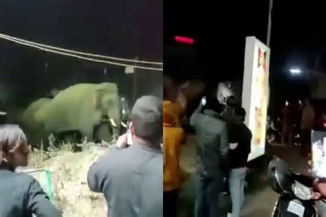 Elephant At Wine Shop हरिद्वार में शराब के ठेके पर पहुंचा हाथियों का झुंड देखिए वीडियो