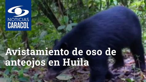 Avistamiento De Oso De Anteojos En Jurisdicci N De Quira Huila Youtube