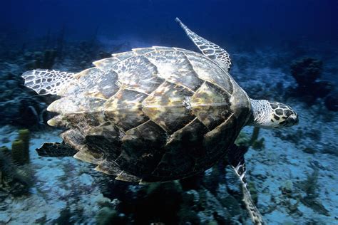 Hawksbill Sea Turtle Shell