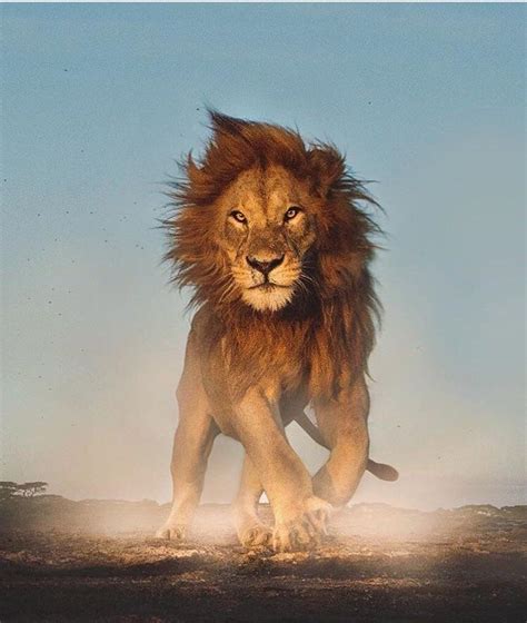 A Lion Looking Badass R Pics