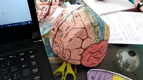 Asser ácido giro maqueta del cerebro humano papel quiero tirar a la