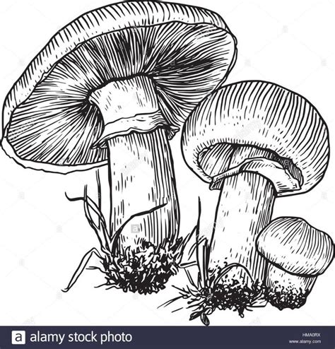 Champignon Mushroom Illustration Drawing Engraving Line Art Stock