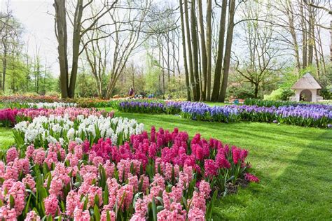 Spring Flowers in Dutch Garden Keukenhof – Stock Editorial Photo ...