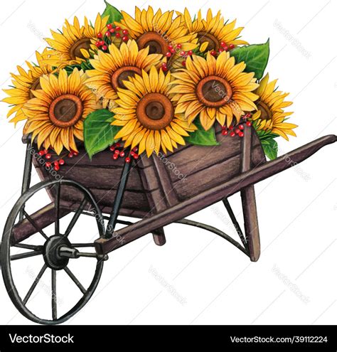 Watercolor Wooden Wheelbarrow With Sunflowers Vector Image