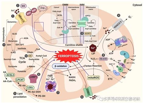 带你一文详解铁死亡 癌症 线粒体的”三角恋“关系 知乎
