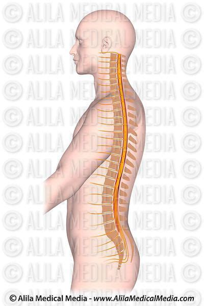 Alila Medical Media Cross Section Of The Spinal Cord Unlabeled