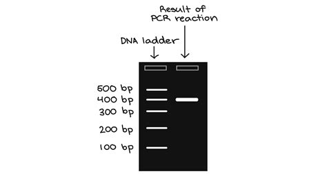 Ask: Polymerase chain reaction (PCR) 