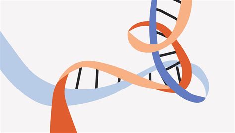 Genetic Carrier Screening Pre Pregnancy When And Why