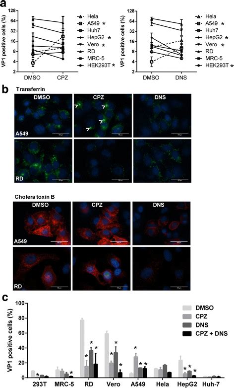 The Effect Of Cpz On Ev71 Infection Is Dynamin Independent A Cells