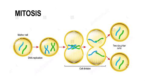 The Cell Cycle And Cell Division Ppt