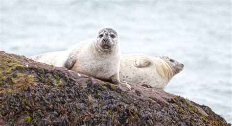 430 Seal Animal Sea Dog Nature Stock Photos Pictures And Royalty Free