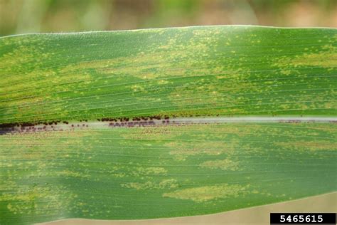 What Is Corn Brown Spot: Learn About Physoderma Brown Spot Control