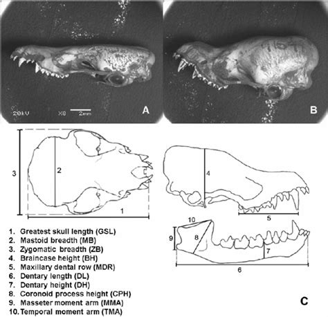 —a Lateral View Of A Myotis Planiceps Skull B Lateral View Of A M Download Scientific