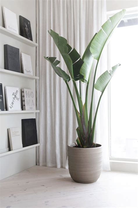 Indoor green plants – Artofit