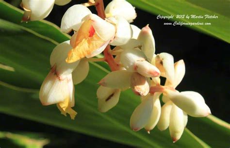 Alpinia zerumbet variegata | California Gardens