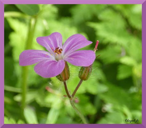 Le G Ranium Sauvage Ou Herbe Robert Geranium Robertianum Cette