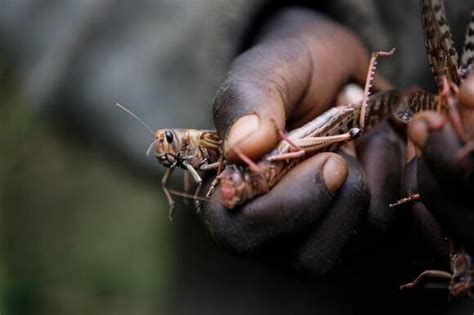 Larger locust outbreaks are a risk of more erratic weather, scientists warn