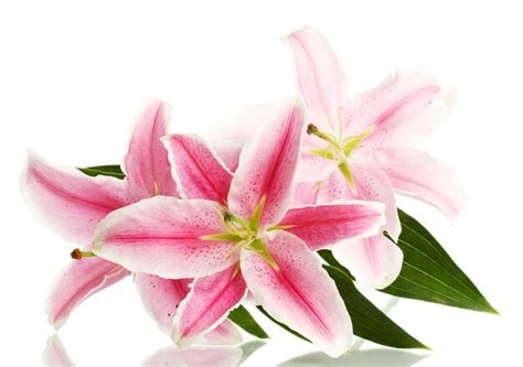 Premium Photo Beautiful Pink Lily Isolated On White