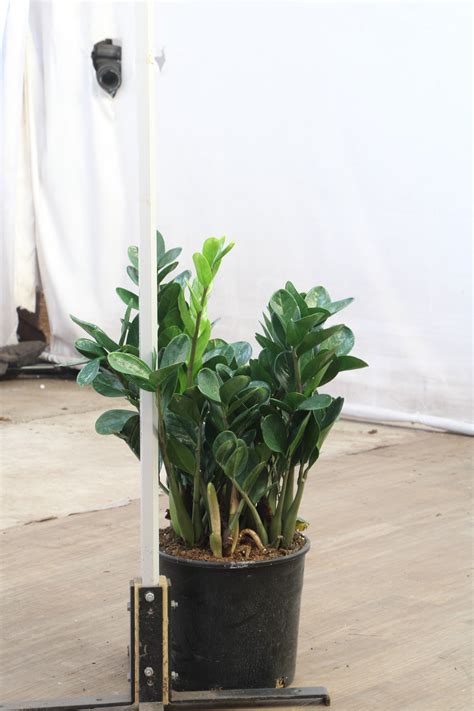 Large ZZ Plant - Prodahingplants