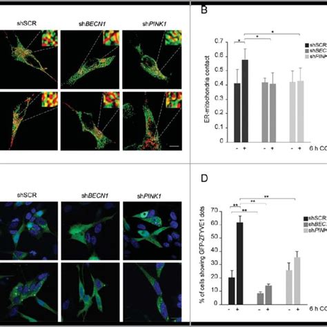 PDF PINK1 And BECN1 Relocalize At Mitochondria Associated Membranes