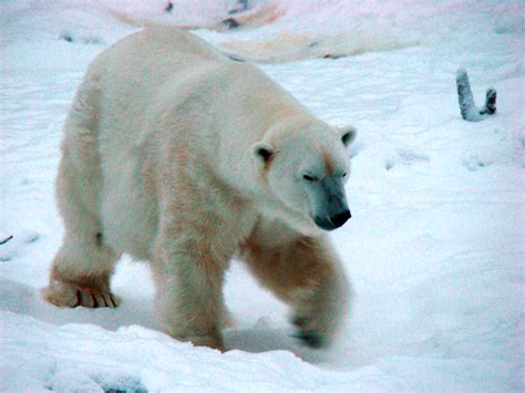 File:Polar bear 5.jpg - Wikimedia Commons