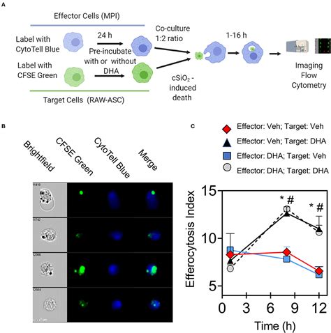 Frontiers Omega Docosahexaenoic Acid Dha Impedes Silica Induced