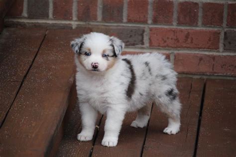 blue-merle-australian-shepherd-puppies-for-sale - Canyon Creek Aussies