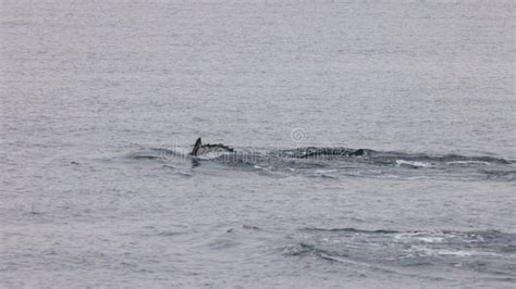 Humpback Whale Watching Province-town P-town Cape Cod Massachusetts ...