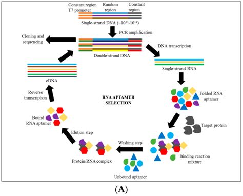 Rna Aptamer And Dna Aptamer Development A Isolation Of Rna Aptamer