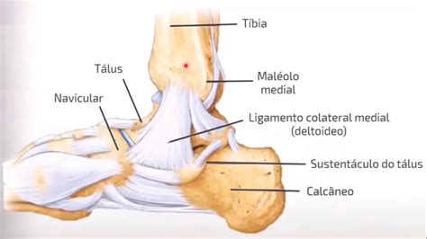 Anatomia Do Pé E Tornozelo BRAINCP