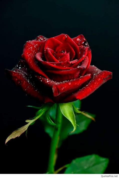 Red Rose Flowers Images 50 Red Rose Images Beautiful - Rose Wallpaper ...