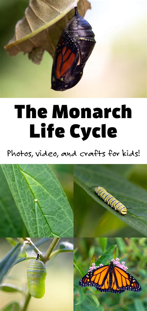 Monarch Butterfly Life Cycle | Fireflies and Mud Pies