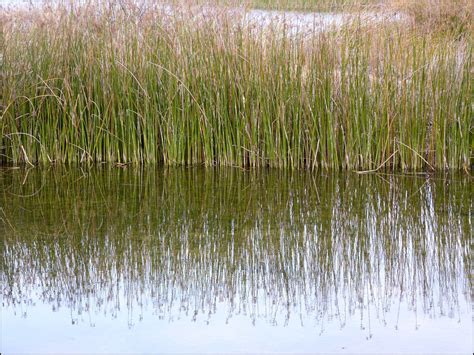 Reedspondreflectionreeds 916free Pictures Free Image From